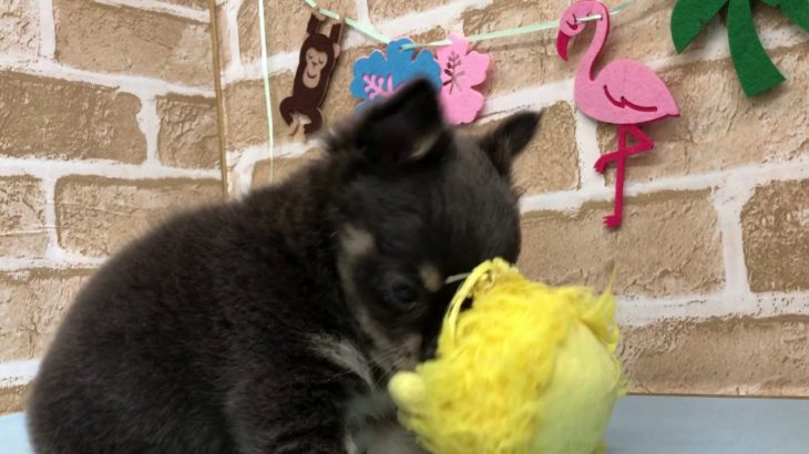 【No.104686・チワワ♀】ペットショップ犬の家猫の里碧南店