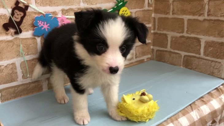 【No.104777ボーダーコリー♂】ペットショップ犬の家猫の里碧南店