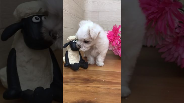 ペットショップ犬の家 豊川インター店No.104978 マルチーズ♂