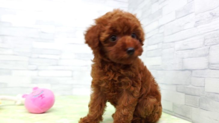 【きくちペット】 仔犬仔猫 No.19269　トイ・プードル