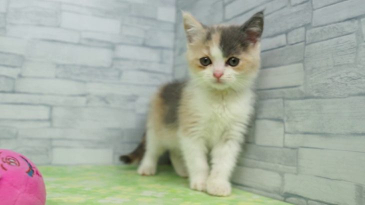 【きくちペット】 仔犬仔猫 No.19272　ブリティッシュ・ショートヘアー