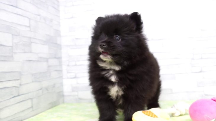 【きくちペット】 仔犬仔猫 No.19273　ポメラニアン