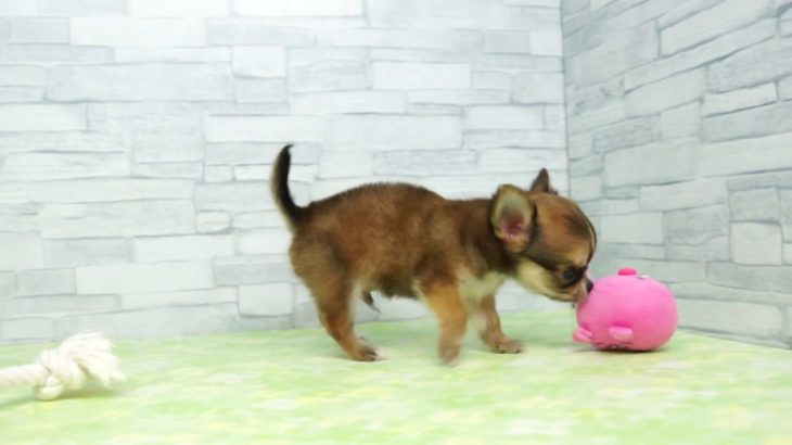 【きくちペット】 仔犬仔猫 No.19276　チワワ