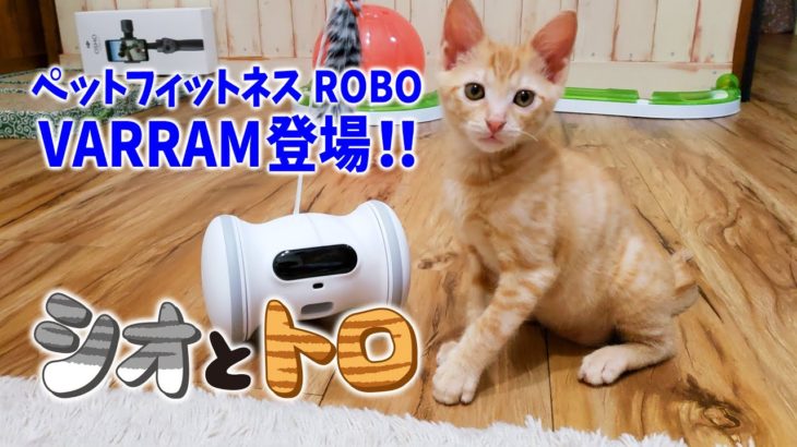 【保護猫のトロ】ロボットの友達ができました！(ペットフィットネスVARRAM) ーI got a robot friend!ー