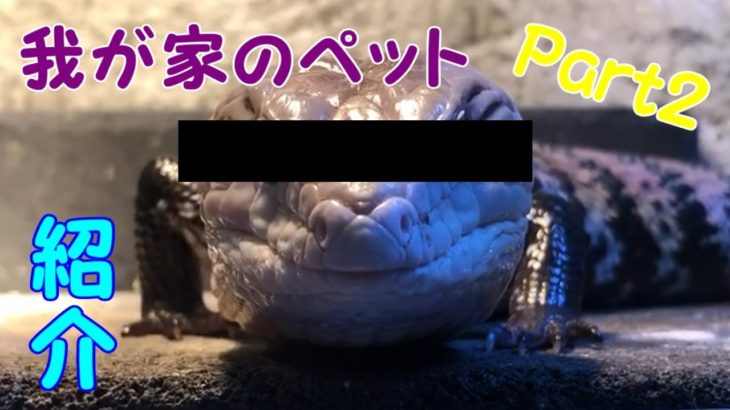 【アオジタトカゲ】我が家のペット紹介 パート②【blue tongue skink】
