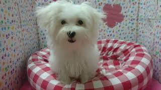 ペットショップcoo&riku No.