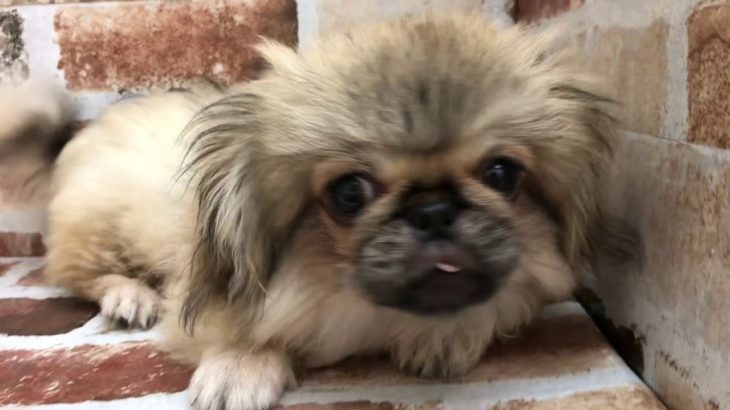 ペットショップcoo&riku ペキニーズ  No.00426550