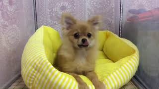 ペットショップcoo&riku No.419948