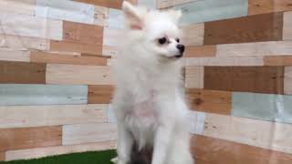 ペットショップcoo&riku No.421685　ポメラニアン