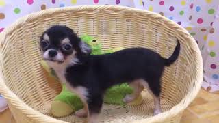 ペットショップcoo&riku No.425673