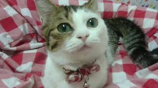 ペットショップcoo&riku No.425684 マンチカン