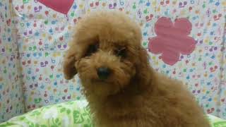 ペットショップcoo&riku No.427558　T・プードル