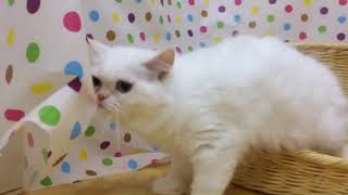 ペットショップcoo&riku No.428915