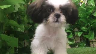 ペットショップcoo&riku No.429478