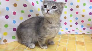 ペットショップcoo&riku No.430872