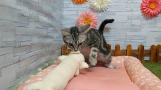 ペットショップcoo&riku No.432931　アメリカンショートヘア―