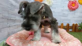 ペットショップcoo&riku No.433387　ミニチュアシュナウザー