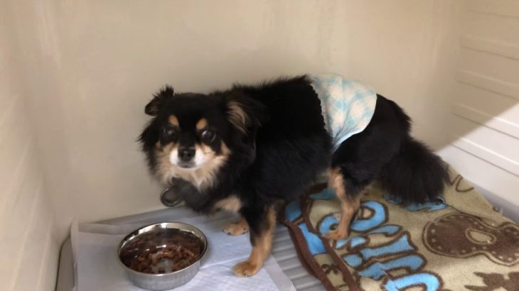 hinata  ペットホテル 2019/08/10 レンくん