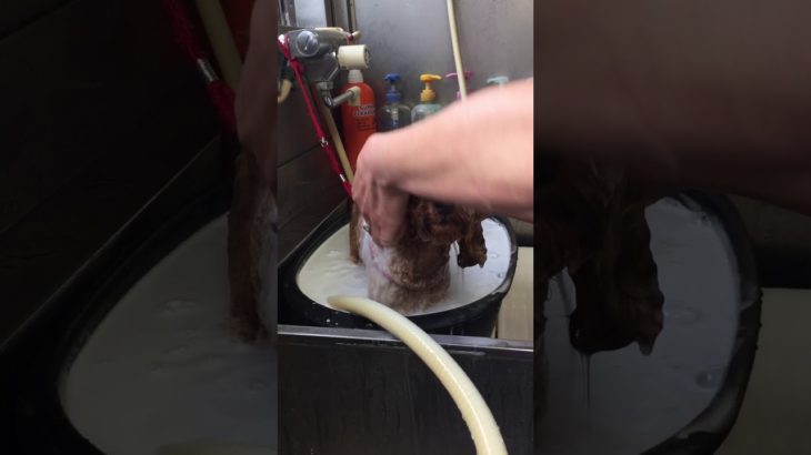 マイクロバブル【ぷく】【ペットサロンわんわん】