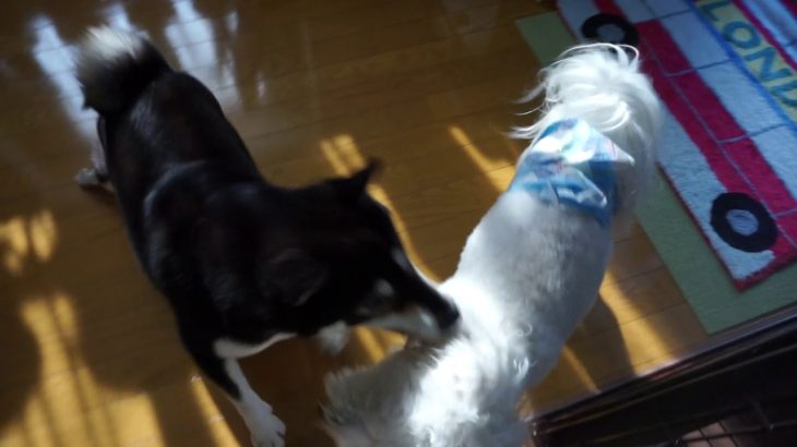 遊び友達！マロちゃんとバブちゃん！　ペットホテル「ラルゴ」