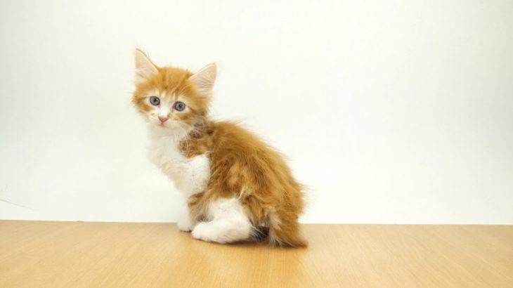 ペットの専門店コジマ