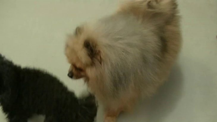 ペットホテルわんわん柏　朝夕食後の遊び・健康チェック（わんわん柏）