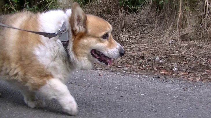 ペットホテルわんわん柏　朝夕のお散歩（わんわん柏）