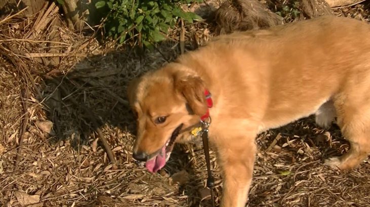 ペットホテルわんわん柏　朝夕のお散歩（わんわん柏）