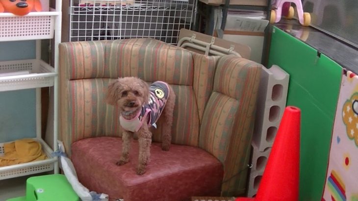 ペットホテルわんわん柏　朝夕食後の遊び・健康チェック（わんわん柏）