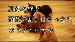夏休み終盤、頭数はいますが落ち着いたペットホテルです
