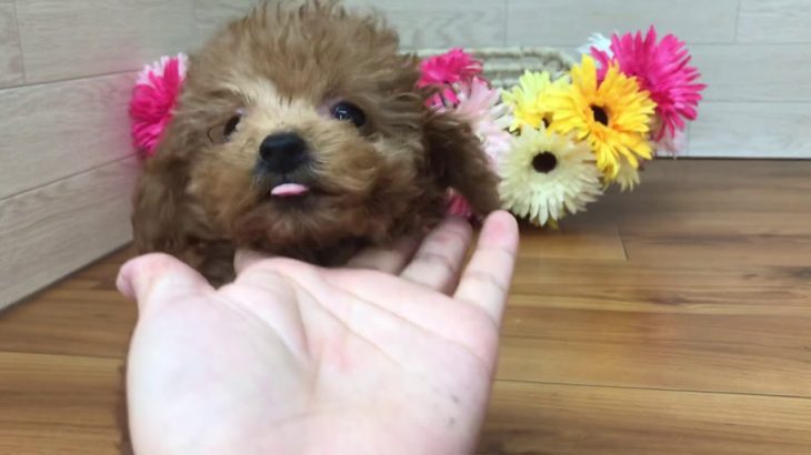ペットショップ犬の家 豊川インター店 タイニープードル  メス
