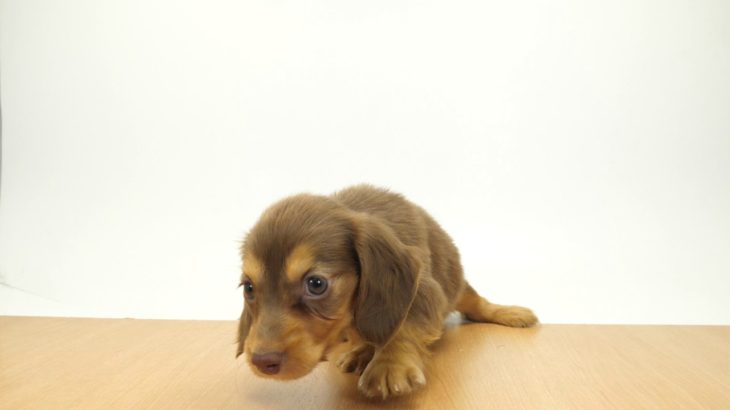 ペットの専門店コジマ