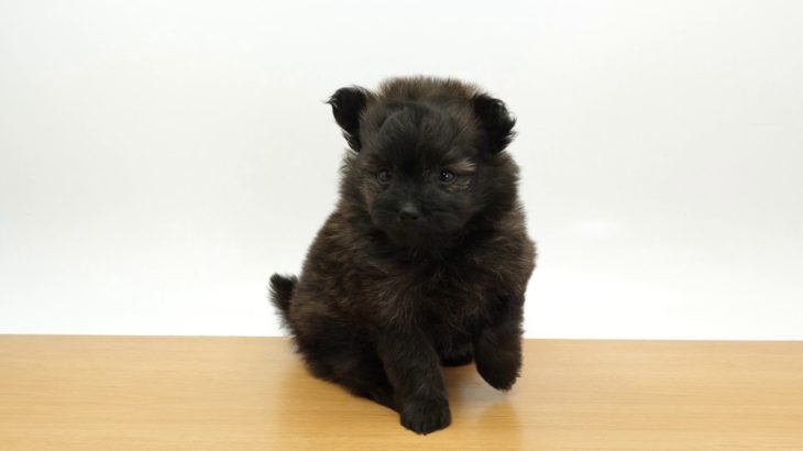 ペットの専門店コジマ