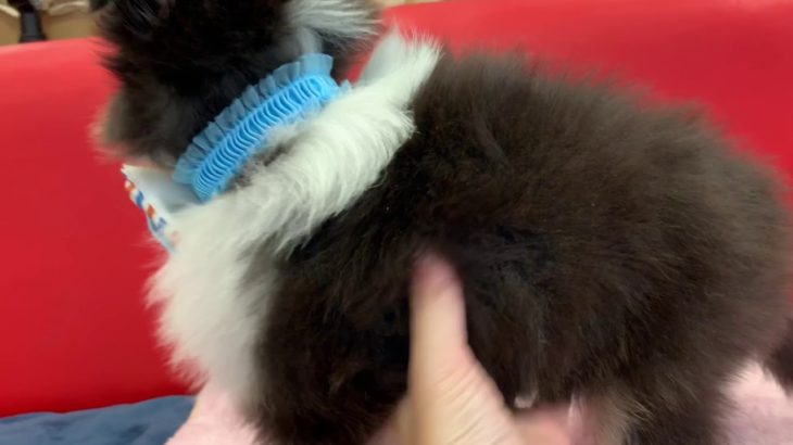 ペットショップ犬の家＊京都樟葉店　シェルティー