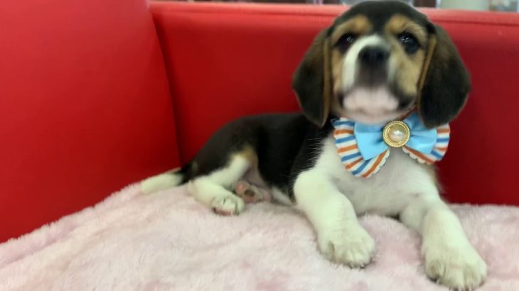 ペットショップ犬の家＊京都樟葉店　ビーグル