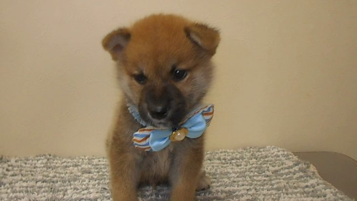 ペットショップ犬の家＊京都樟葉　柴