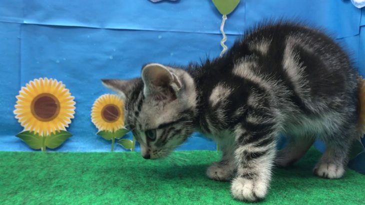 ペットショップ 犬の家 ○○店 「品種名」「問い合わせ番号」