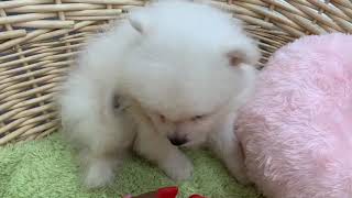 ペットショップ 犬の家 ○○店 「品種名」「問い合わせ番号」