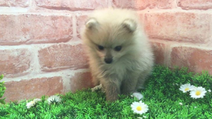 ペットショップ 犬の家 吹田店 「犬種」「問い合わせ番号」