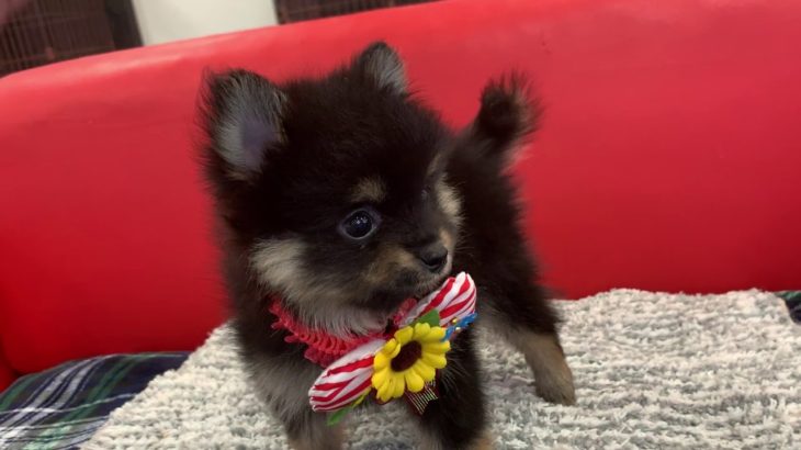 ペットショップ犬の家＊京都樟葉店　ポメ