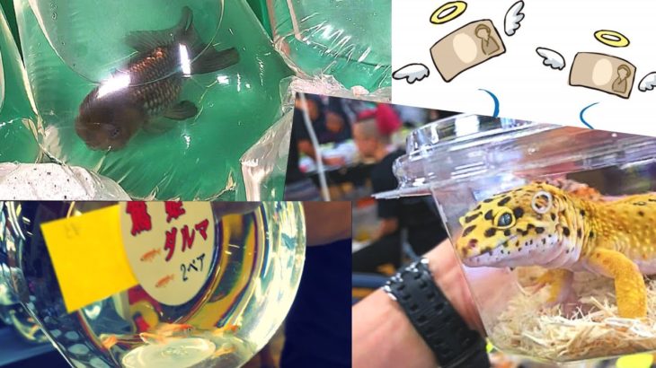 高額ペット買いすぎ！？ 〜諭吉バイバイのアクアリウムバス〜 前編