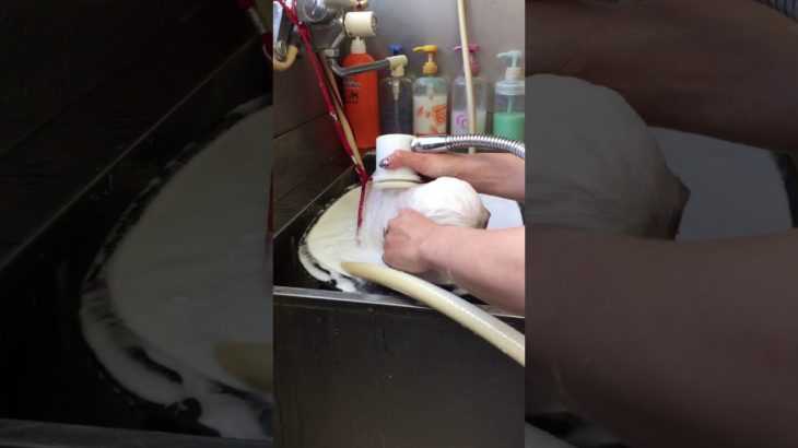 マイクロバブル【力也】【ペットサロンわんわん】