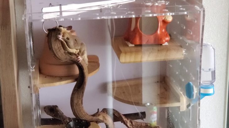 【ペットのいる生活】フクロモモンガの必死の齧り