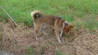 ペットホテルわんわん柏　朝夕のお散歩（わんわん柏）