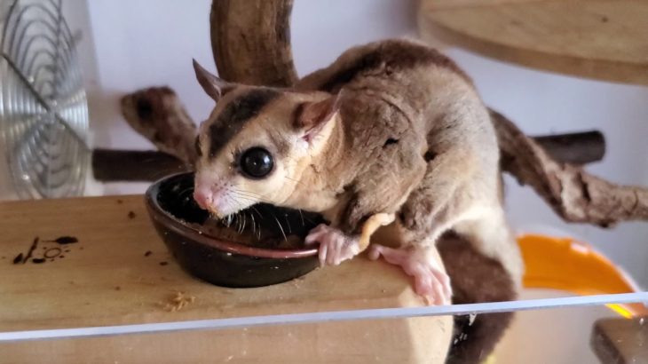 【ペットのいる生活】フクロモモンガの食事シーン　接写ver