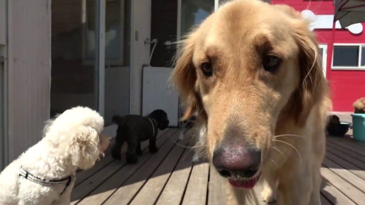 ペットホテル x 犬のしつけ　2019.08.22