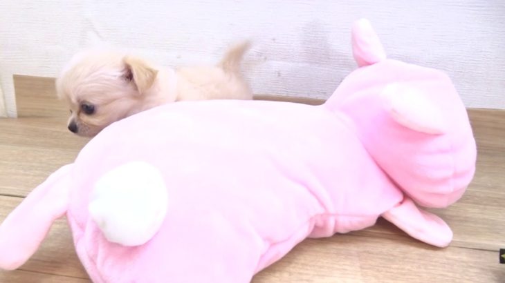 ペットプラザフレンディ　チワワ　ｒ1-09-028