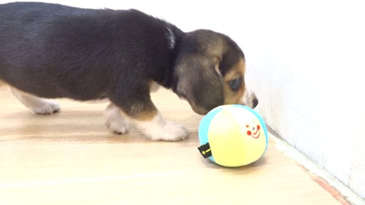 ペットプラザフレンディ　ビーグル　ｒ1-09-040