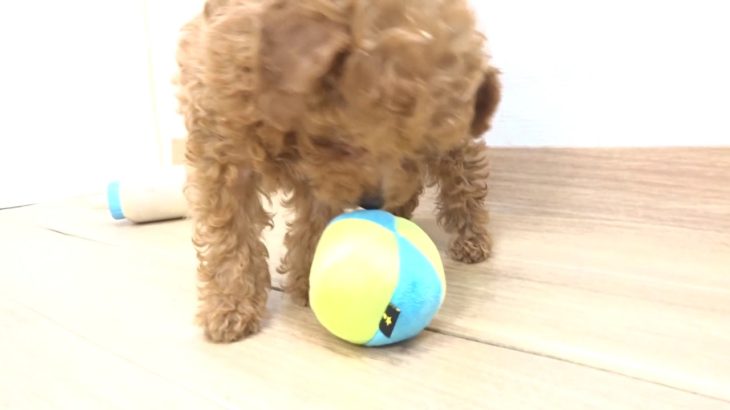 ペットプラザフレンディ　トイプードル　ｒ1-09-048