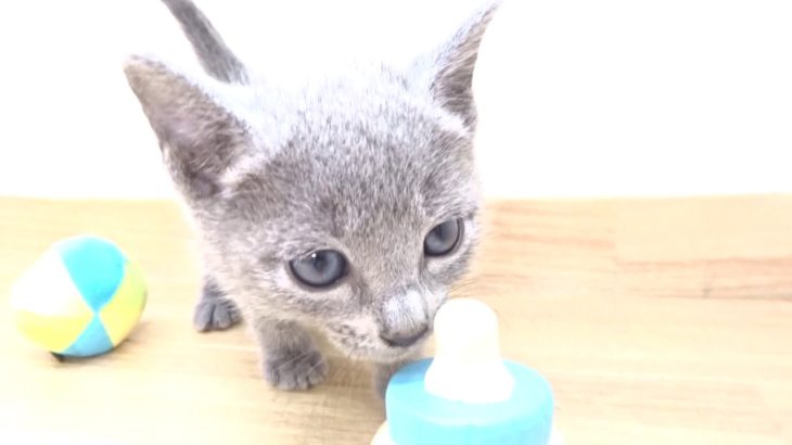 ペットプラザフレンディ　ロシアンブルー　ｒ1-09-058